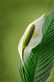 Spather flower
